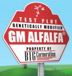 RoadKill Radio: Lucy Sharratt Says "NO!" to GMO