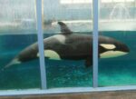 The Mark Hasiuk Show: Annelise Sorg of No Whales In Captivity